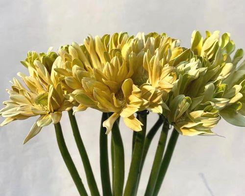 扶郎菊的花语是什么？它在花卉中表达什么情感？