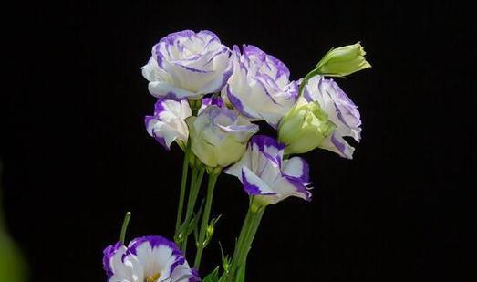 洋桔梗粉边的花语是什么？它有什么特别的含义？