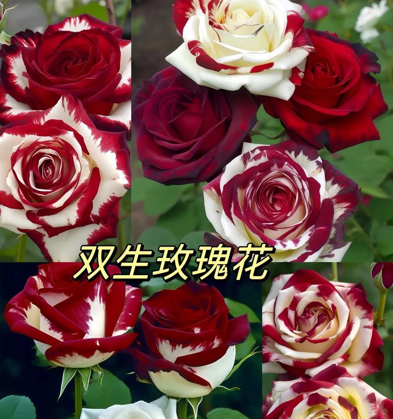 四季花卉的花语有哪些？它们各自代表什么？