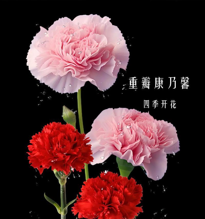 四季花卉的花语有哪些？它们各自代表什么？
