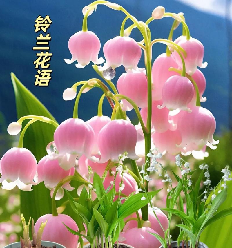 四季花卉的花语有哪些？它们各自代表什么？