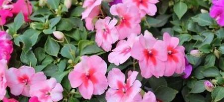 凤仙花的花语与精神有何关联？它象征着什么？