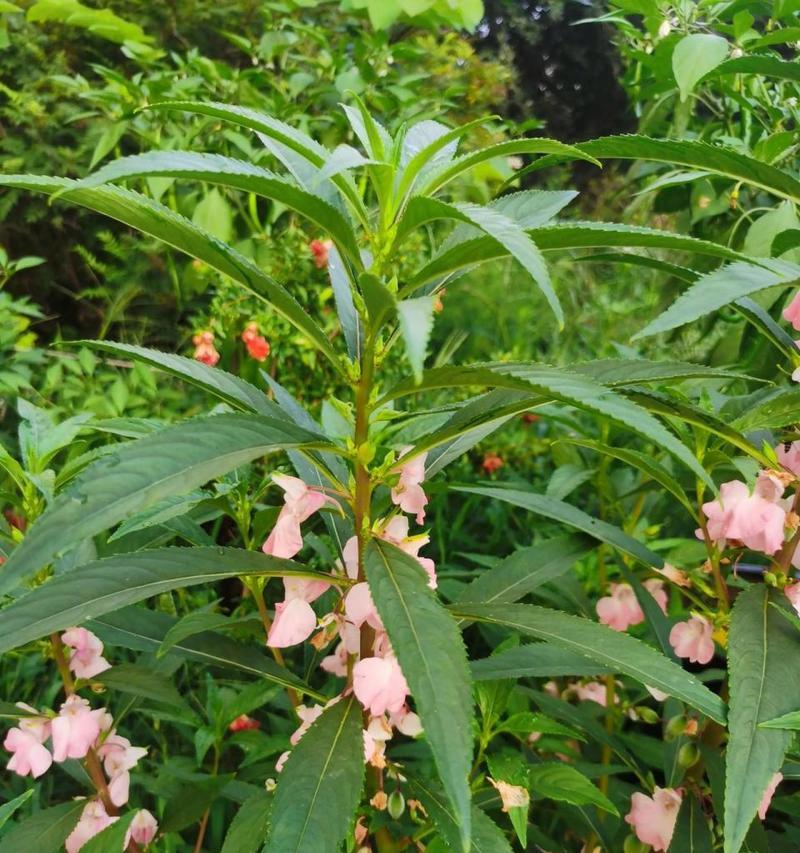 凤仙花的花语与精神有何关联？它象征着什么？