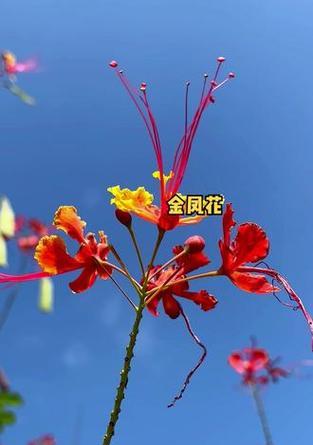 凤仙花的花语与精神有何关联？它象征着什么？