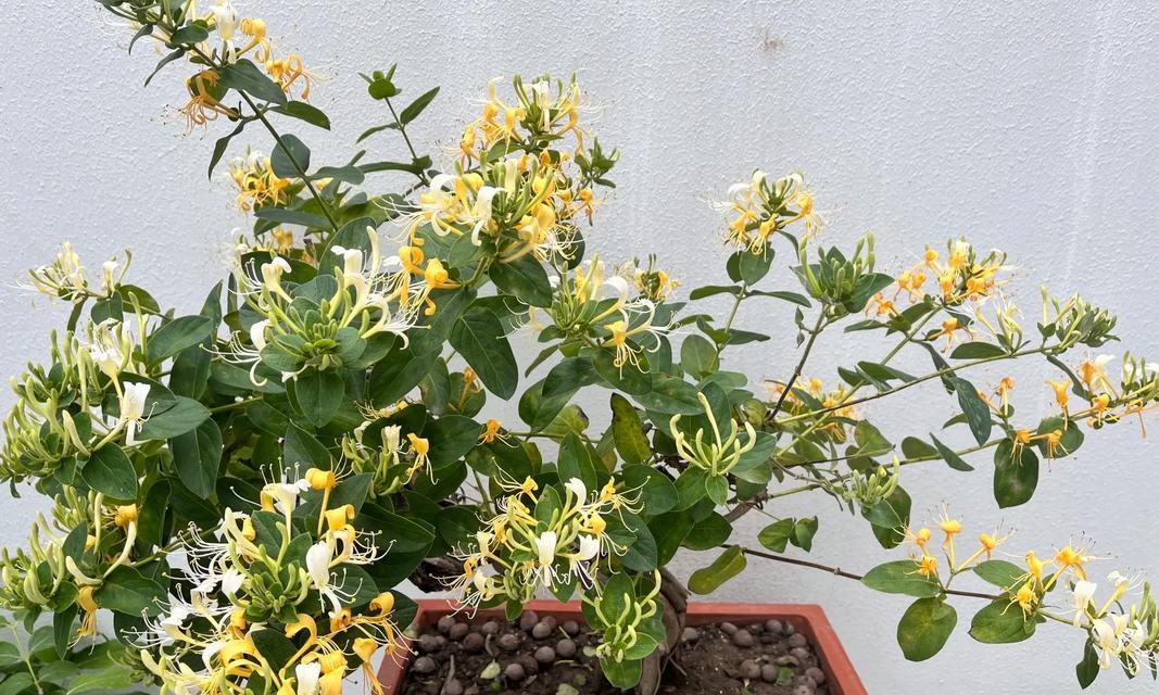 金银花的花语与神谕有何联系？它象征着什么？