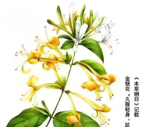金银花的花语与神谕有何联系？它象征着什么？