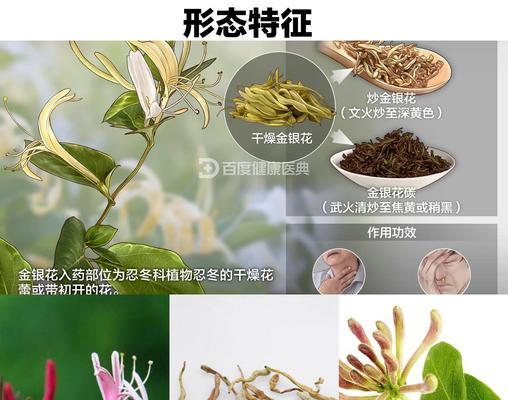 金银花的花语与神谕有何联系？它象征着什么？