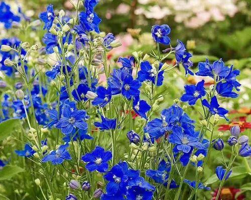 小飞燕草的花语是什么？它传递了哪些情感？