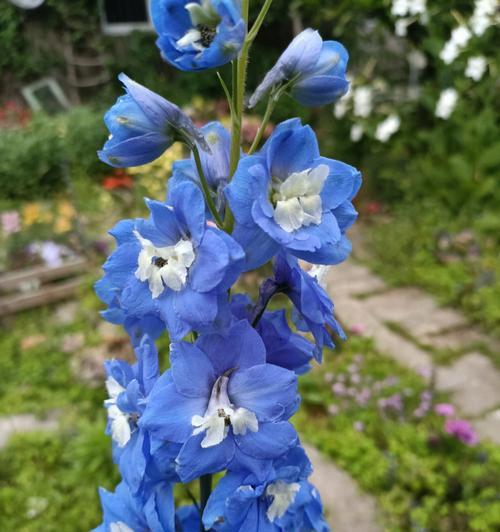 小飞燕草的花语是什么？它传递了哪些情感？