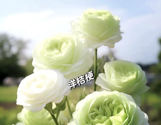 洋桔梗花的花语是什么？它有什么特别的含义？