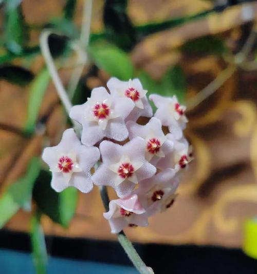 球兰的花语象征着什么？它有什么特别的含义？