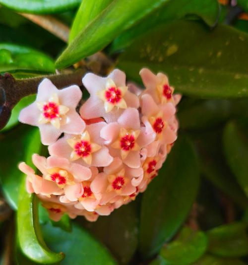 球兰的花语象征着什么？它有什么特别的含义？
