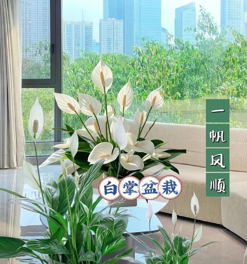 一凡风顺的花语寓意何在？如何正确摆放以带来好运？