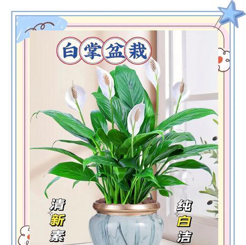 一凡风顺的花语寓意何在？如何正确摆放以带来好运？