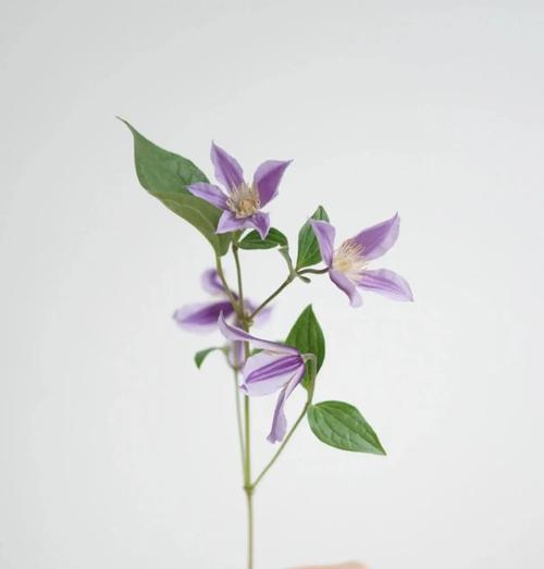 大花威灵仙的花语是什么？如何进行修剪以促进开花？