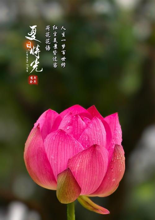 七月荷花的花语是什么？如何在池塘中种植荷花？