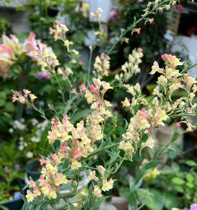 白金鱼草的花语有何特别之处？如何进行繁殖和养护？