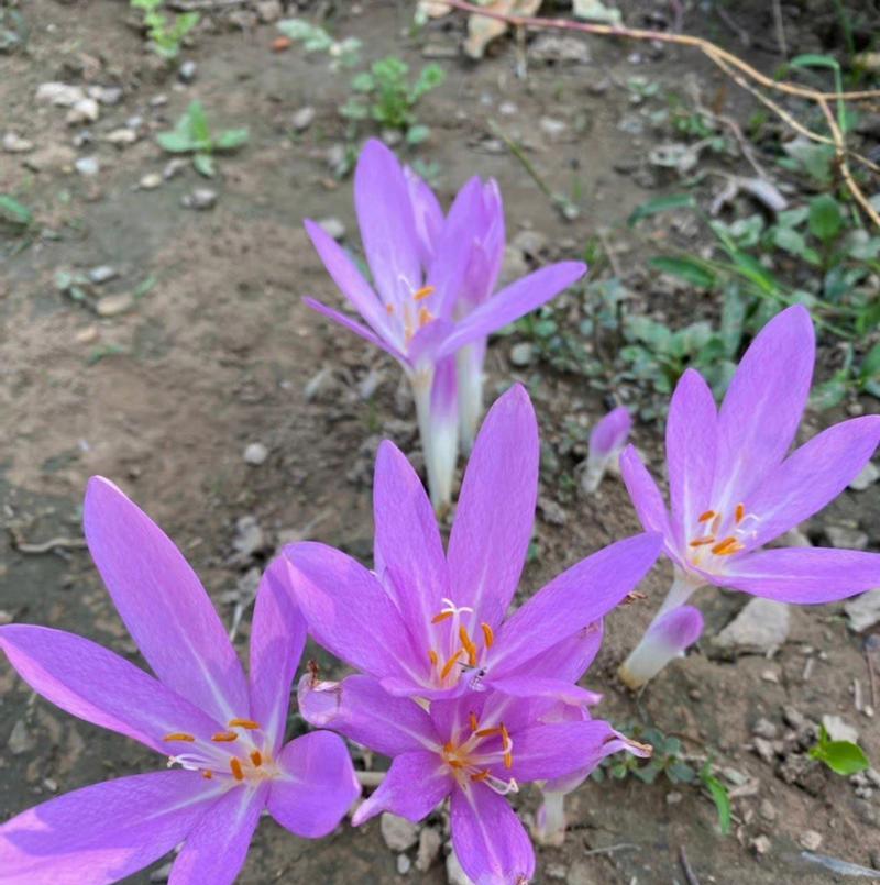 紫色秋水仙的花语代表什么？如何在花园中种植它们？