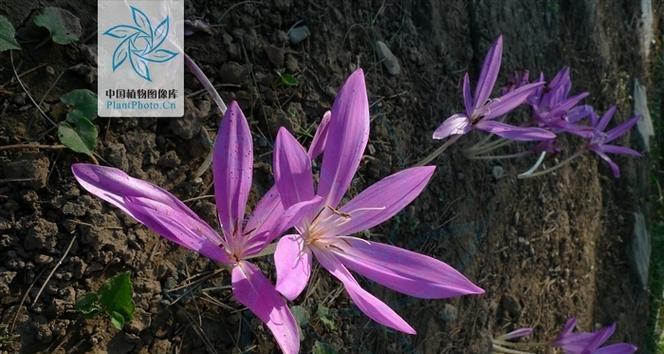 紫色秋水仙的花语代表什么？如何在花园中种植它们？