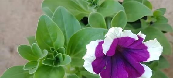 丁香花的花语品格是什么？如何修剪才能保持其优雅形态？