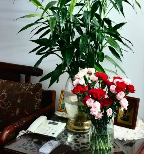 卫生间适合摆放哪些花？它们的花语有哪些？