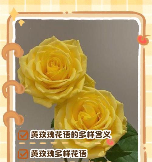 送玫瑰花的花语是什么？如何选择合适的玫瑰表达情感？
