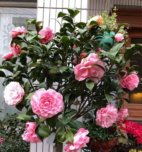 红鸡蛋花的花语有何寓意？如何在家中种植以增添色彩？