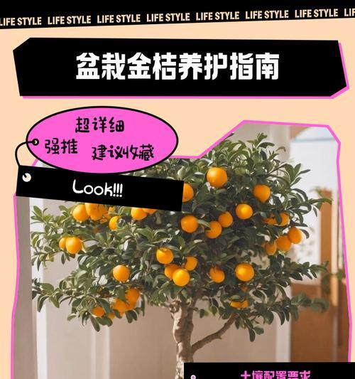 金桔盆栽在北方的养殖技巧是什么？