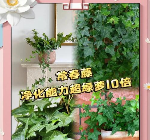 长青藤夏季养护要点有哪些？如何避免高温伤害？