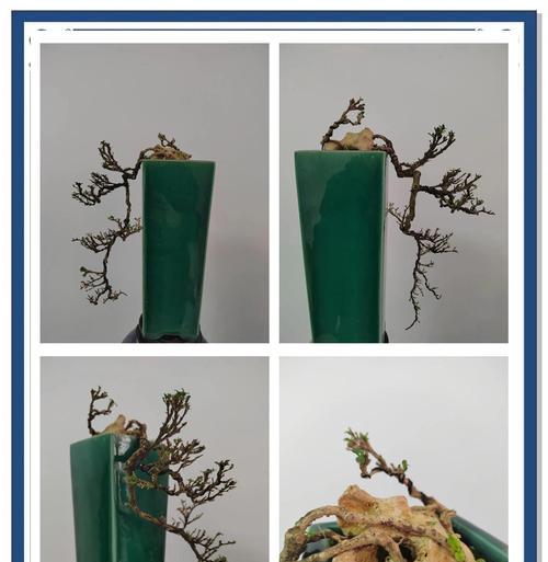 六月雪的种植土壤选择是什么？如何为六月雪准备合适的土壤？