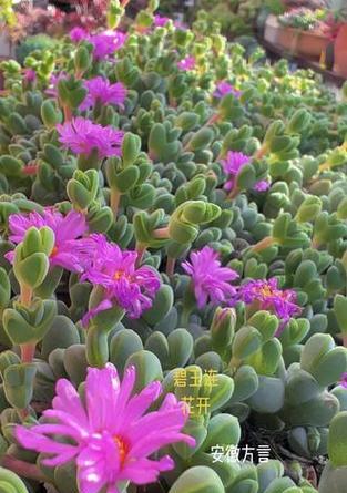 碧玉开花后的处理方法是什么？怎样才能让碧玉再次开花？