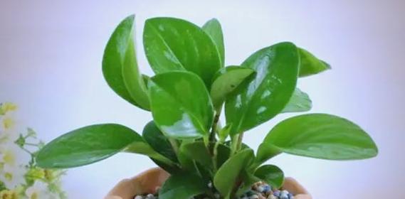 碧玉开花后的处理方法是什么？怎样才能让碧玉再次开花？