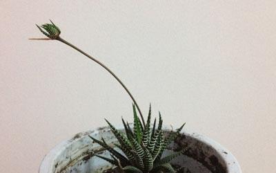 点纹十二卷繁殖技巧有哪些？