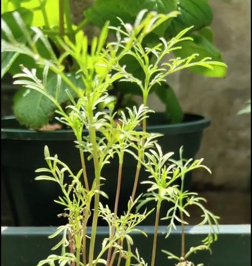 波斯菊的种植和养护技巧有哪些？