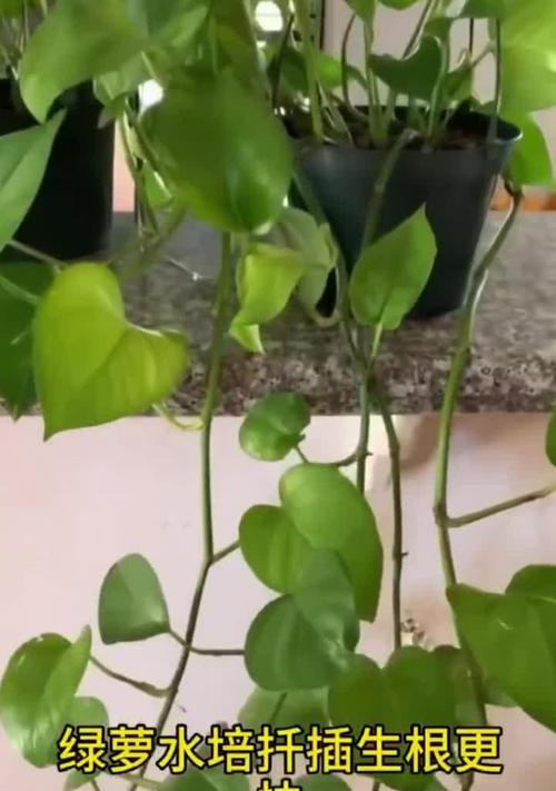 绿萝插枝成功的关键是什么？