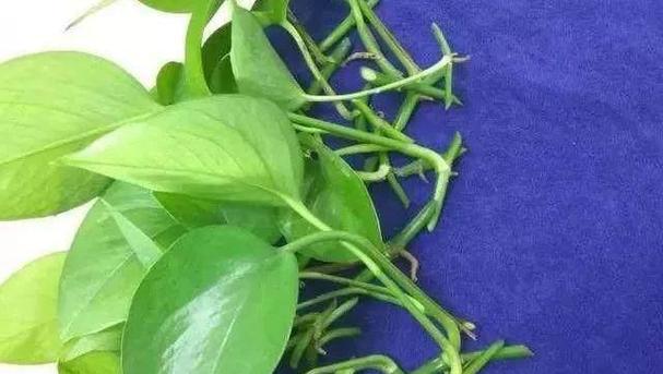 绿萝插枝成功的关键是什么？