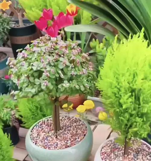 家庭阳台适合种植哪些花卉？阳台种花有哪些注意事项？