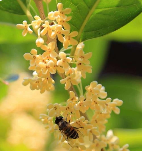 桂花施肥的正确方法是什么？桂花施肥需要注意什么？