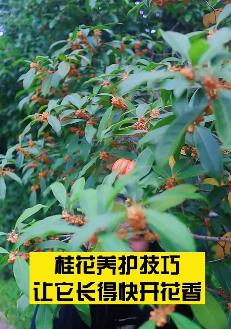桂花施肥的正确方法是什么？桂花施肥需要注意什么？