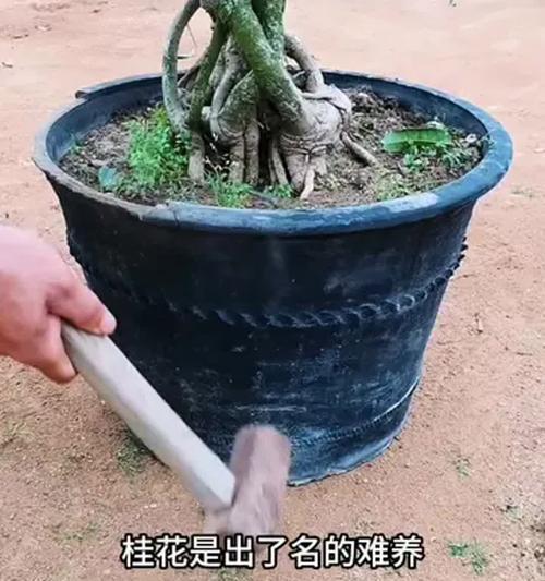 桂花施肥的正确方法是什么？桂花施肥需要注意什么？
