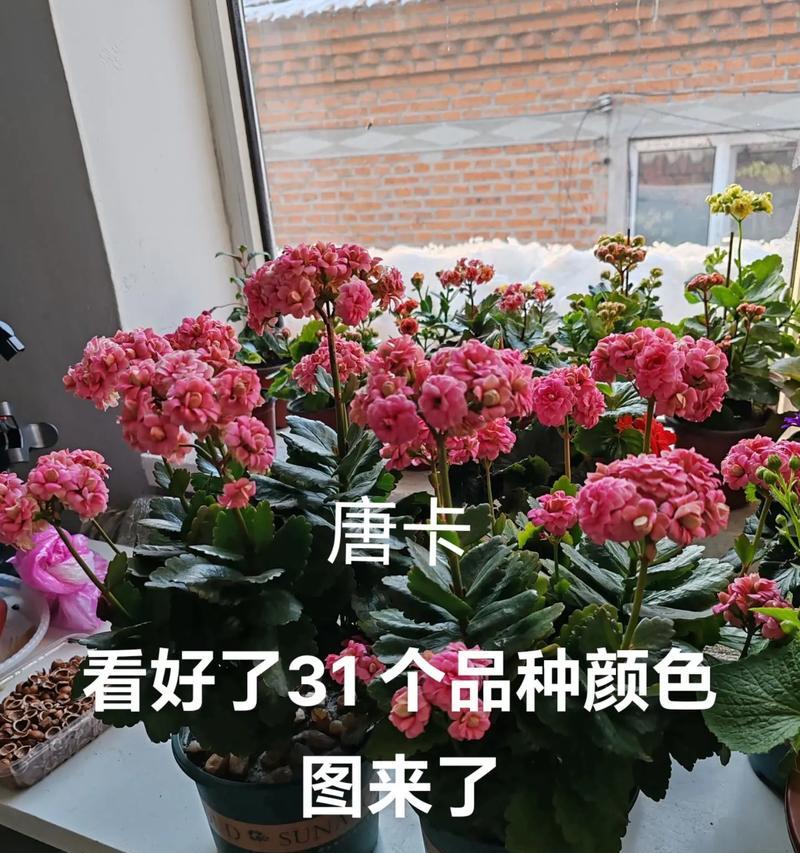 如何查询花的品种？有哪些方法可以鉴别花的品种？