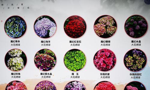 如何查询花的品种？有哪些方法可以鉴别花的品种？