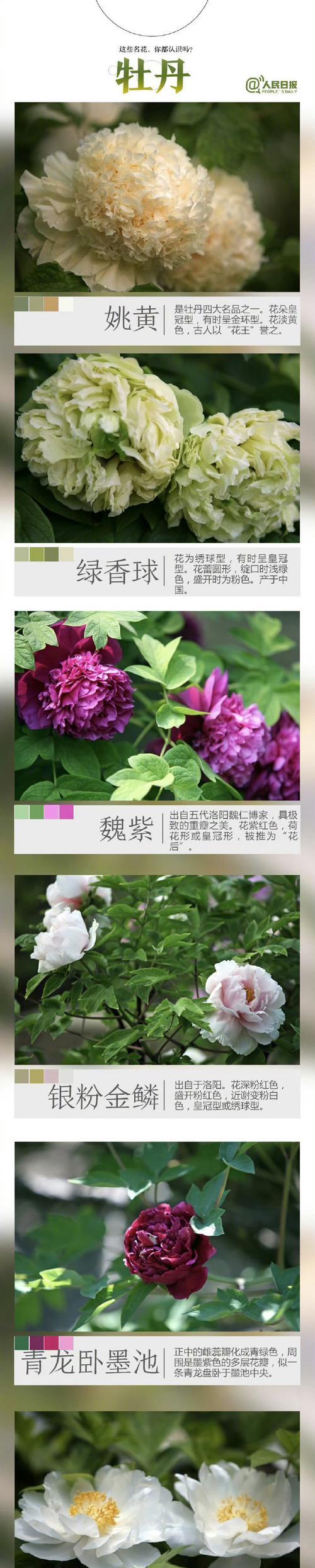 如何查询花的品种？有哪些方法可以鉴别花的品种？