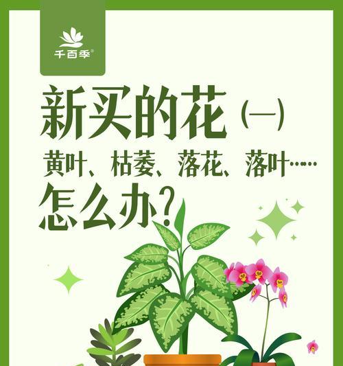 如何判断植物缓苗期已经结束？
