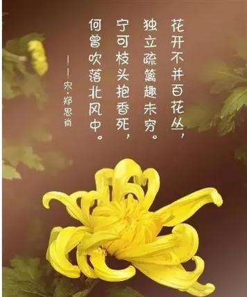 寒菊有哪些品种？寒菊品种的种植方法是什么？