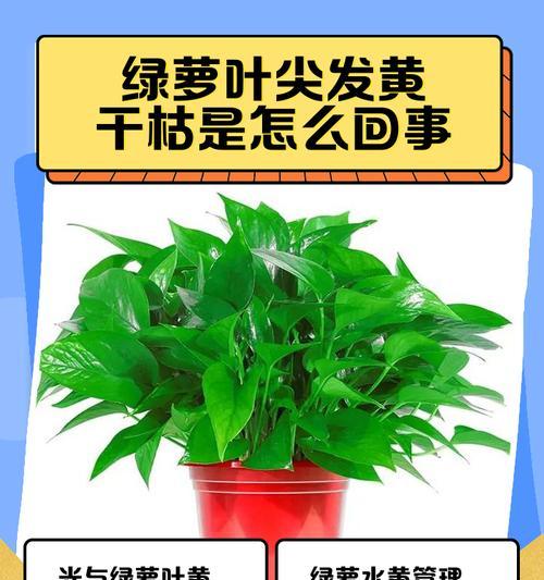 绿萝叶片黄化问题的解决方法？