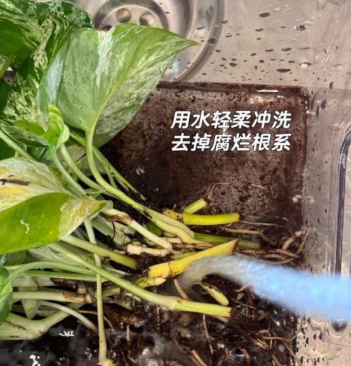 绿萝叶片黄化问题的解决方法？