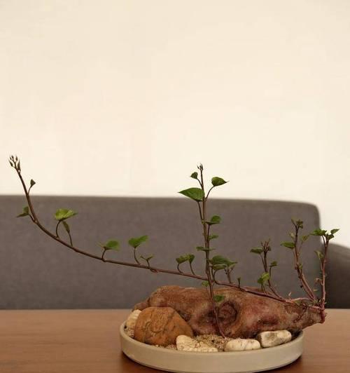 红薯盆景种植的步骤和技巧是什么？