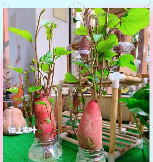 红薯盆景种植的步骤和技巧是什么？