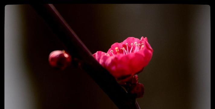 寒梅开花时间：它在什么季节绽放？